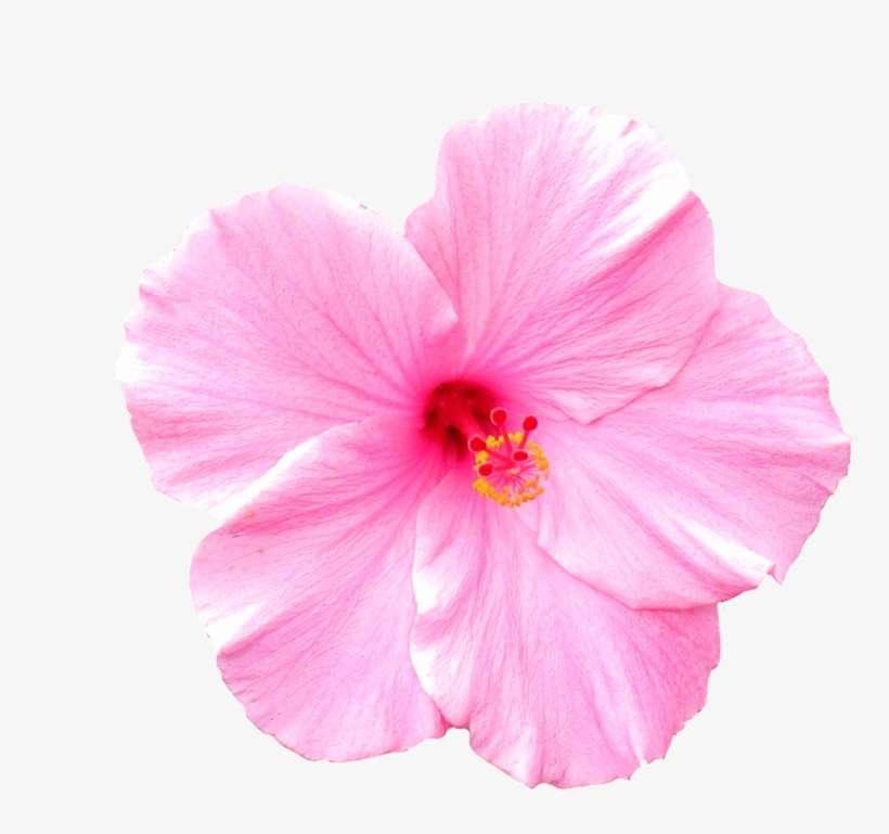 Pink Flower, transparent png download