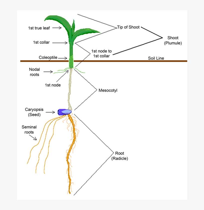 Diagram Of Maize Seedling Parts - Diagram, transparent png download
