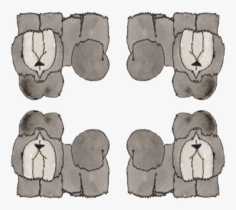 Shih-tzu By Ottdesigns - Customized Wallpaper Patterns, transparent png download