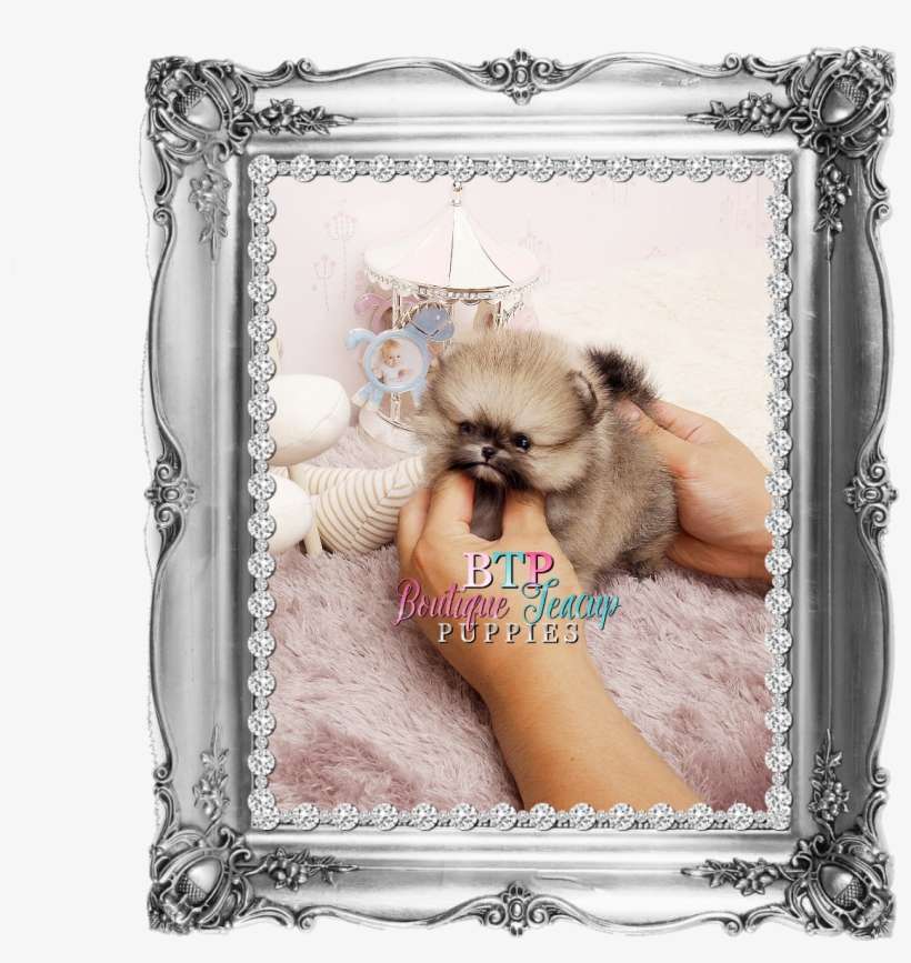 Pomeranians - Spellbound By Ann Charlotte, transparent png download
