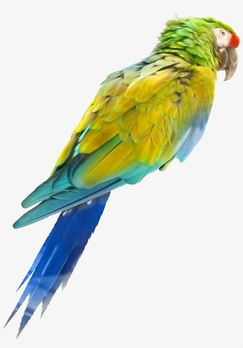 Tube, Google, Search, Psp, Birds, Searching - Aves Png De Colores, transparent png download