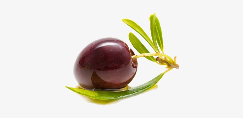 We Are Exporting To Germany, Usa, Canada, Romania, - Transparent Png Olive Png, transparent png download