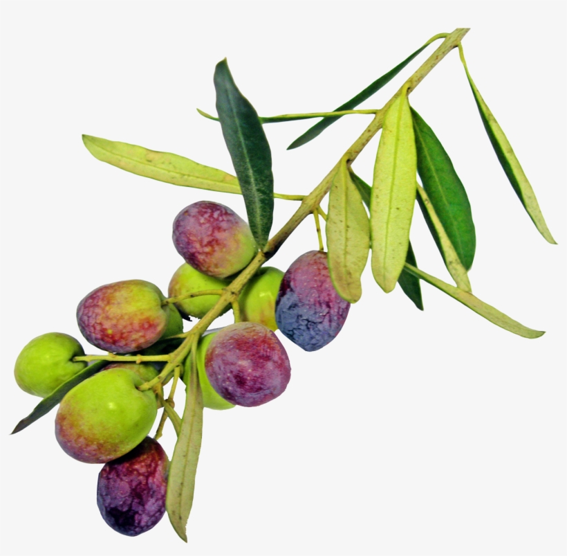 Olive Png Pic - Rallis Olive Oil, transparent png download