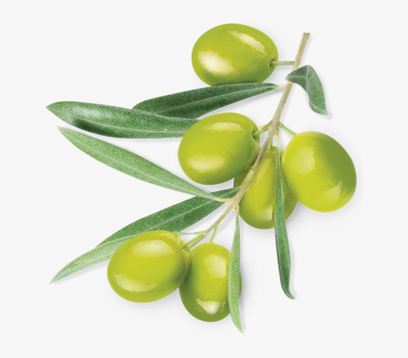 Green Olive, Green Olive, Green, Plant Vector Png And - Macrovita Face Cleansing Foam 3 In 1, transparent png download