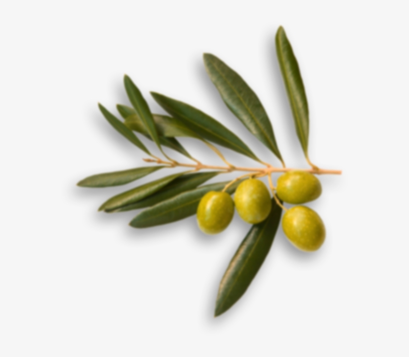 Story - Olives Top View Png, transparent png download