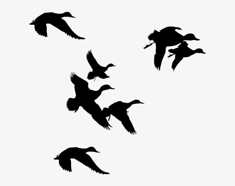 Baby Bird Silhouette - Ducks Flying Clipart Black And White, transparent png download