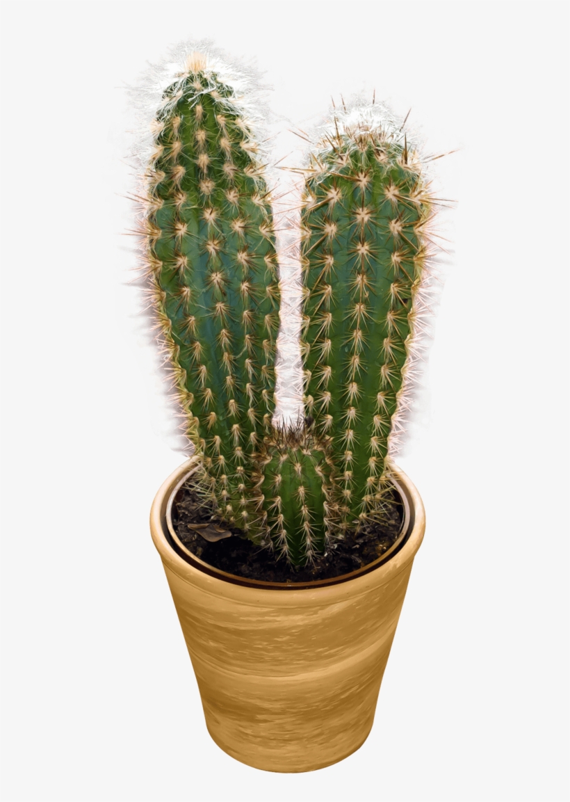 Free Png Cactus Png Images Transparent - Transparent Cactus, transparent png download