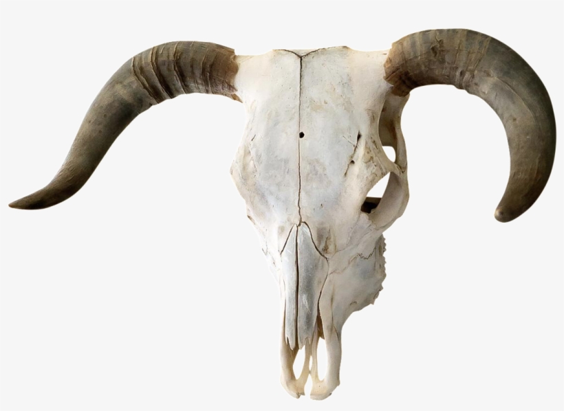 Cow Skull Png - Transparent Bull Skull Png, transparent png download