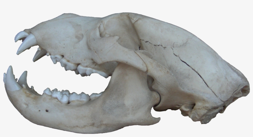 Graphic Free Library Bear Skull Black Png By Einstein - Topos, transparent png download