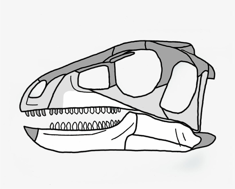 Pisanosaurus Skull, transparent png download