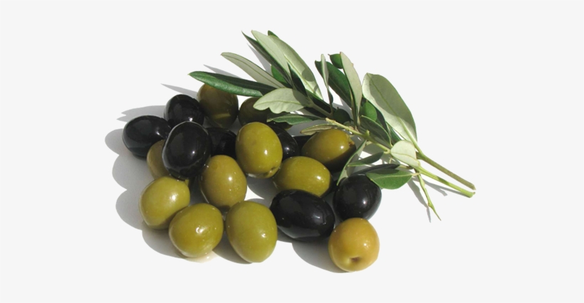 La Wilaya De Skikda Est Sur Une Excellente Production - Arbequina Olive Tree - Tree Of Peace - Olea Europaea, transparent png download