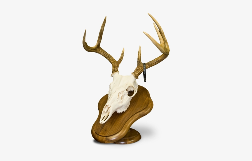 European Mount Deer - Deer Head European Mount, transparent png download