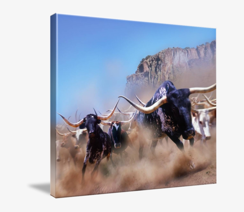 Longhorn Clipart Bevo - Gallery-wrapped Canvas Art Print 13 X 11 Entitled Stampede!, transparent png download