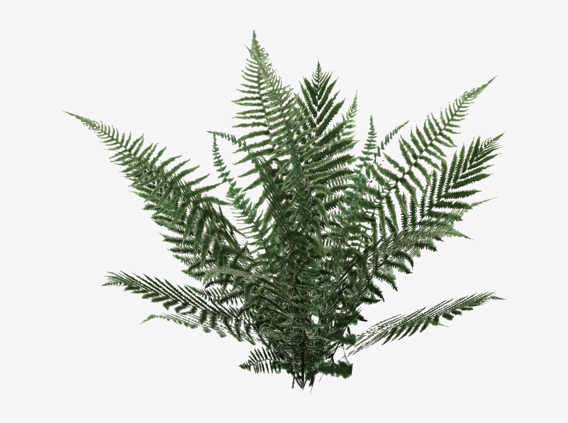 Oblivion Fern - Wiki, transparent png download