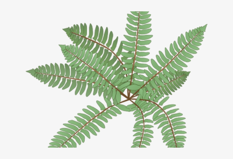 Ostrich Fern, transparent png download