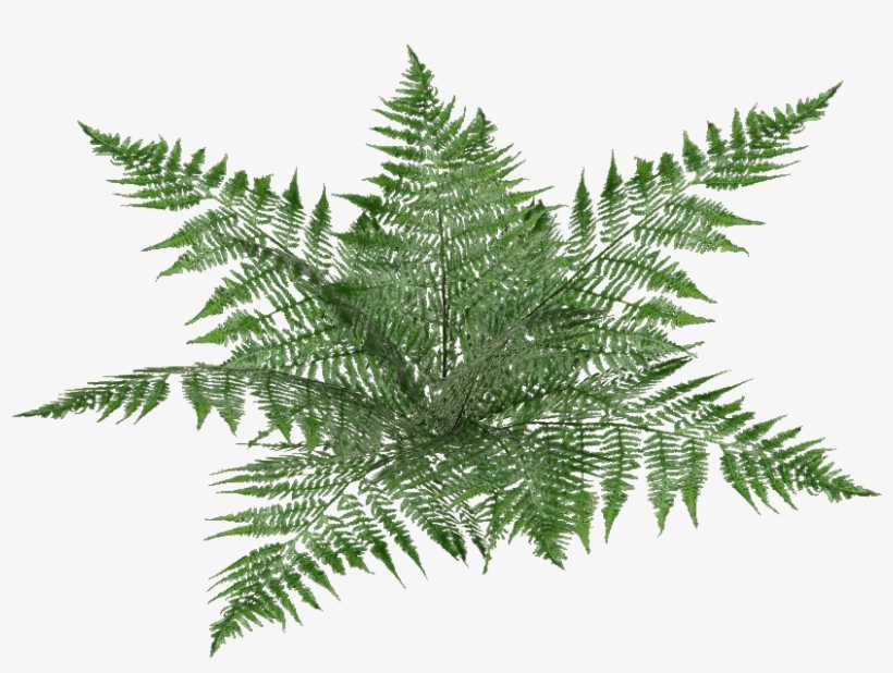 Oblivion Fern 3 - Wiki, transparent png download