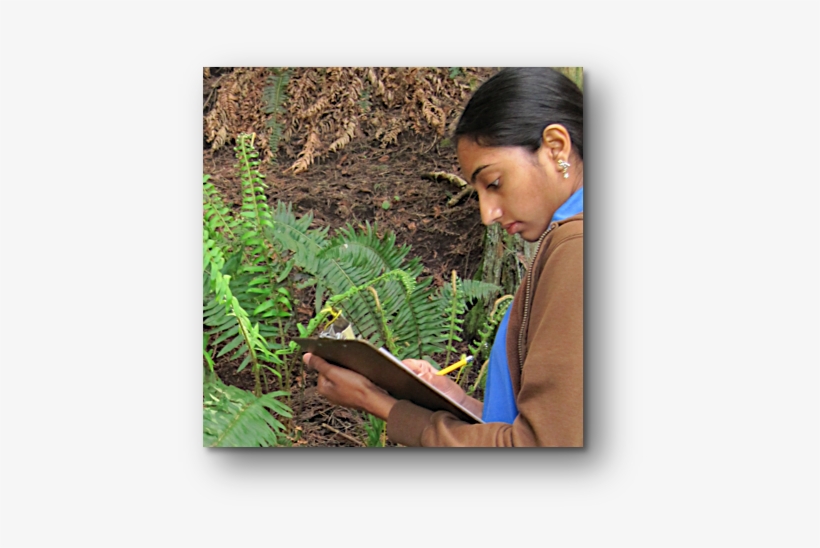 An Island Ecosystem - Science, transparent png download