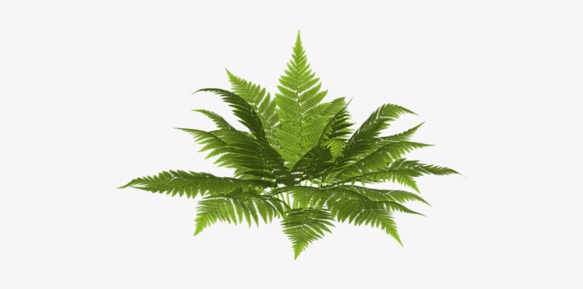 Site D'images Non Entrelacées - Ostrich Fern, transparent png download