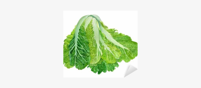 Chinese Cabbage In Watercolor - Vegetable, transparent png download