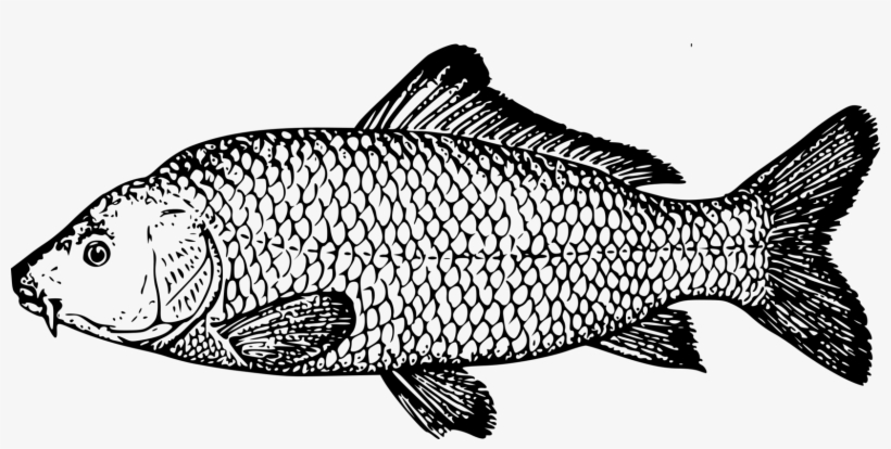 Koi Fish Pond Carp Fish Pond - Carp Drawing, transparent png download