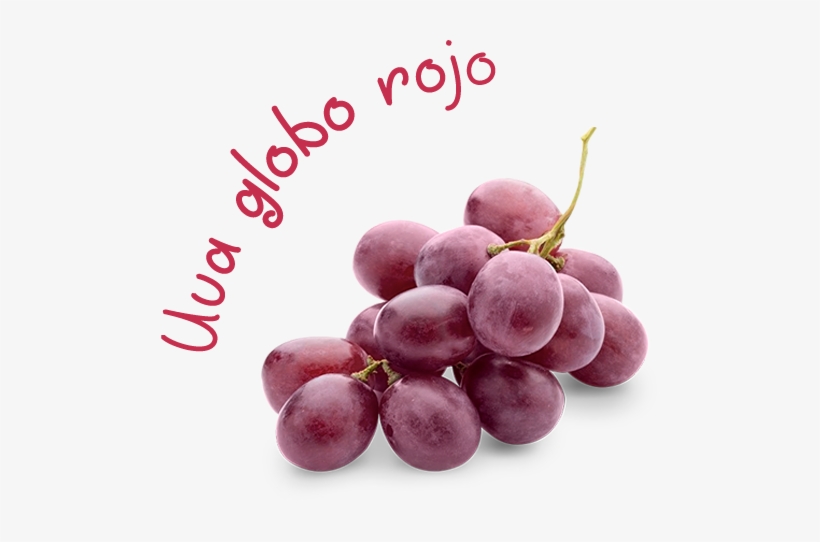 En Montereal Producimos La Uva De Mesa Globo Rojo En - Uva Globo, transparent png download