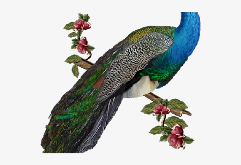 Peafowl, transparent png download