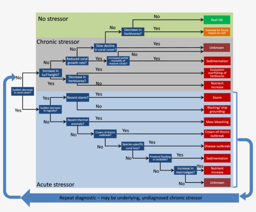 Diagnostic Decision Tree For Main Reef Stressors - Medical Diagnosis, transparent png download