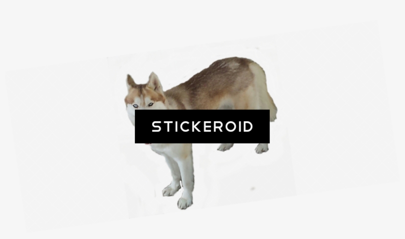 Husky Хаски - Czechoslovakian Wolfdog, transparent png download