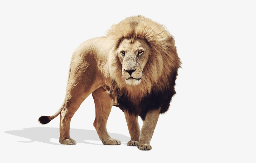 Lion, transparent png download