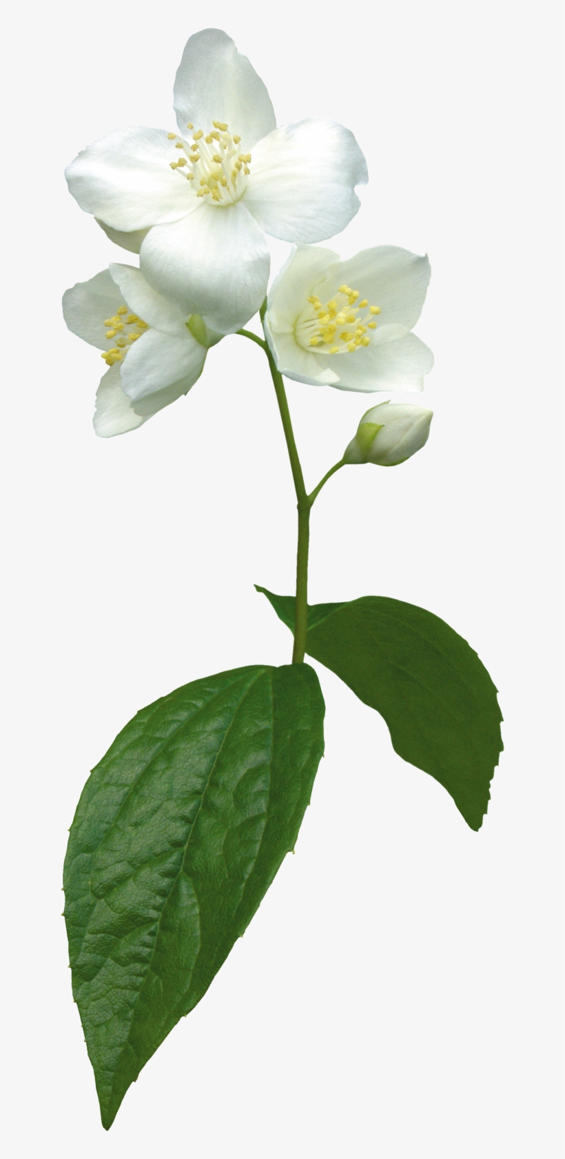 Pin By M - Jasmine Plant Plant Png, transparent png download