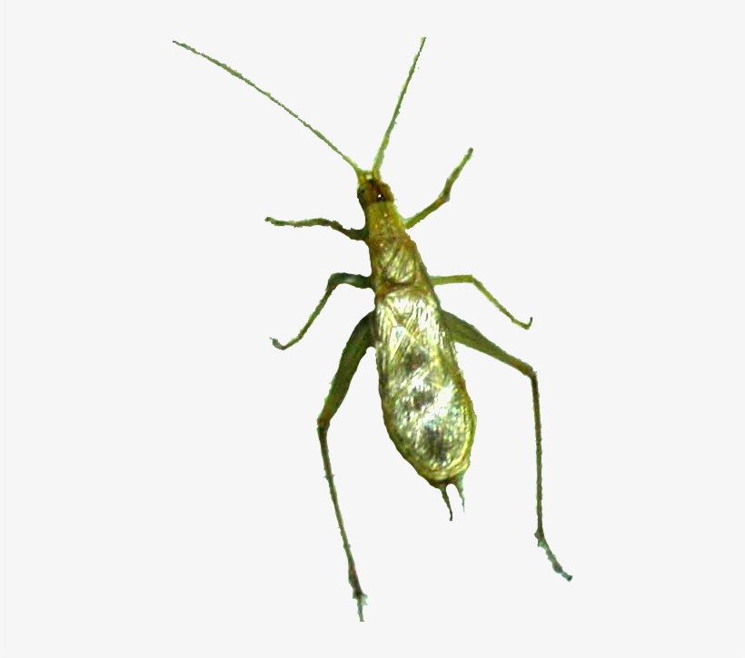 Bamboo - Cricket 中文, transparent png download