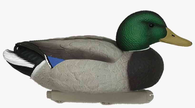 Image Of Drake Mallard Active Duck Decoy - Sports, transparent png download