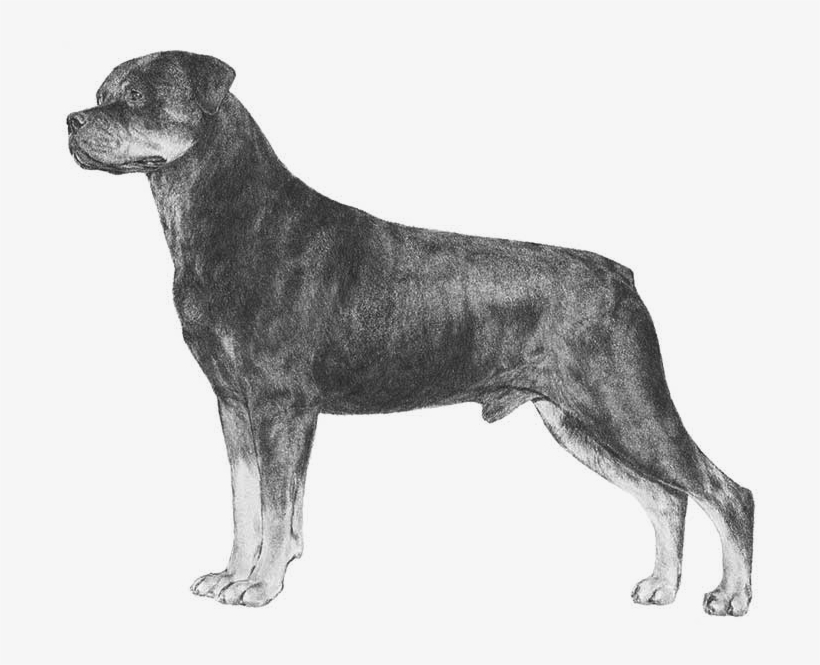 Rottweiler - Rottweiler Akc, transparent png download