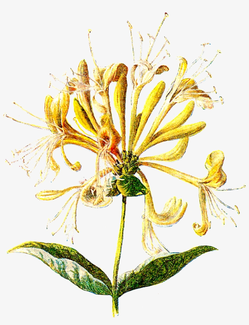 Honeysuckle Flower Clipart - Honeysuckle Rolled Canvas Art - Gwendolyn Babbitt (22, transparent png download