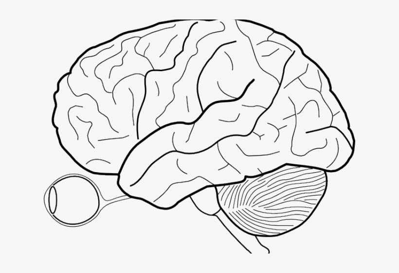 Drawn Brains Transparent - Extrastriate Body Area, transparent png download