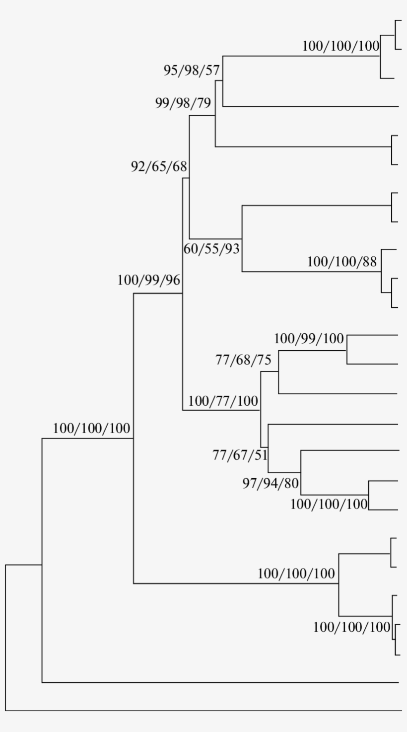 Njjphylogenetic Consensus Tree Constructed From Data - Diagram, transparent png download