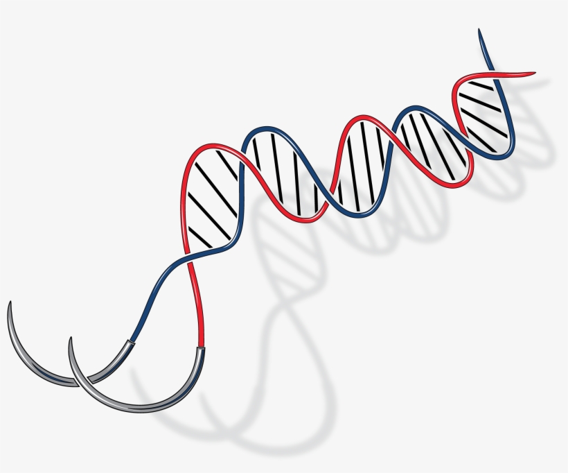 Department Of Surgery Image - Department Of Surgery Logo, transparent png download