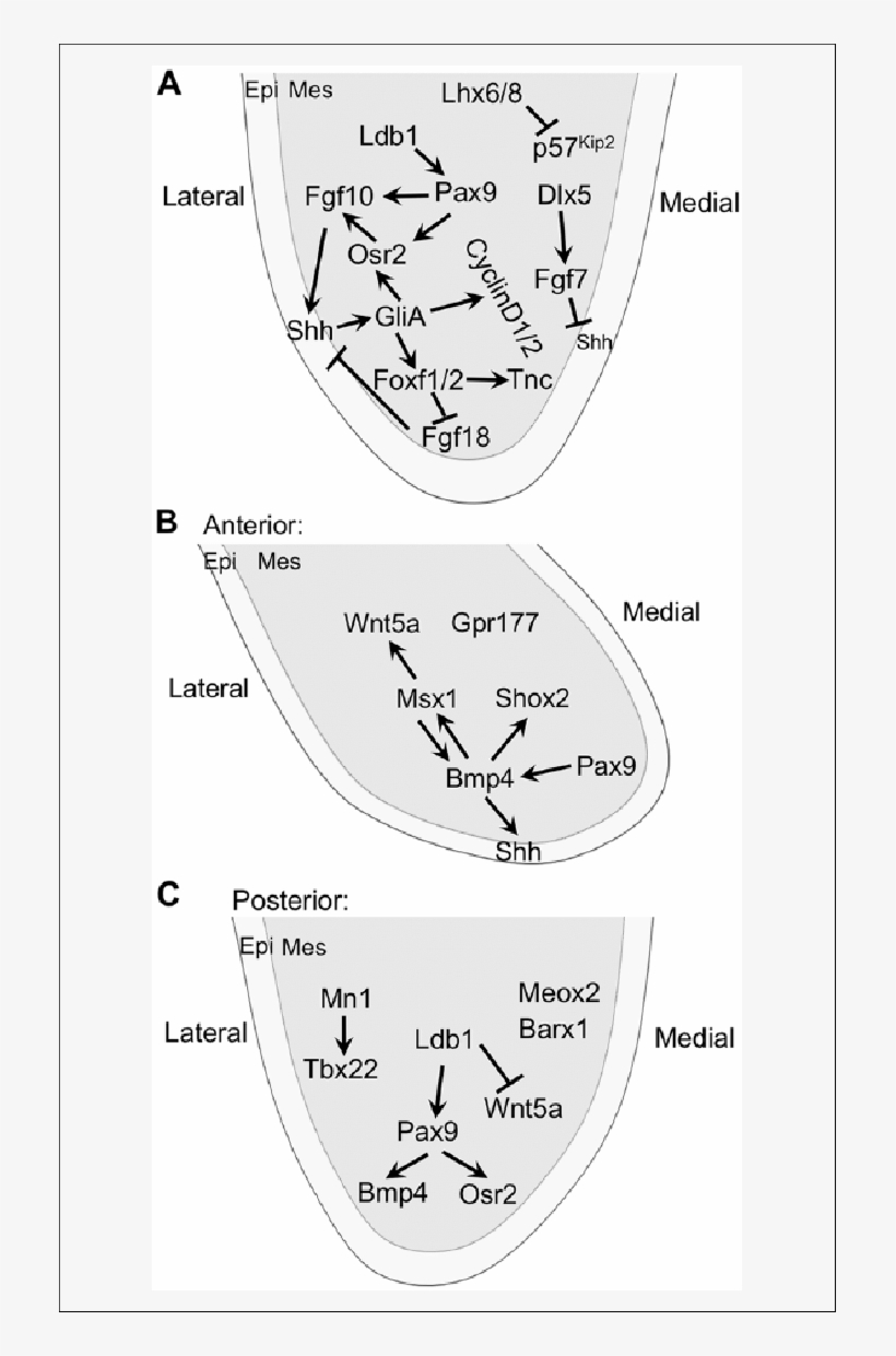 Sonic Hedgehog (shh) Is A Central Node In The Signaling - Sonic Hedgehog, transparent png download