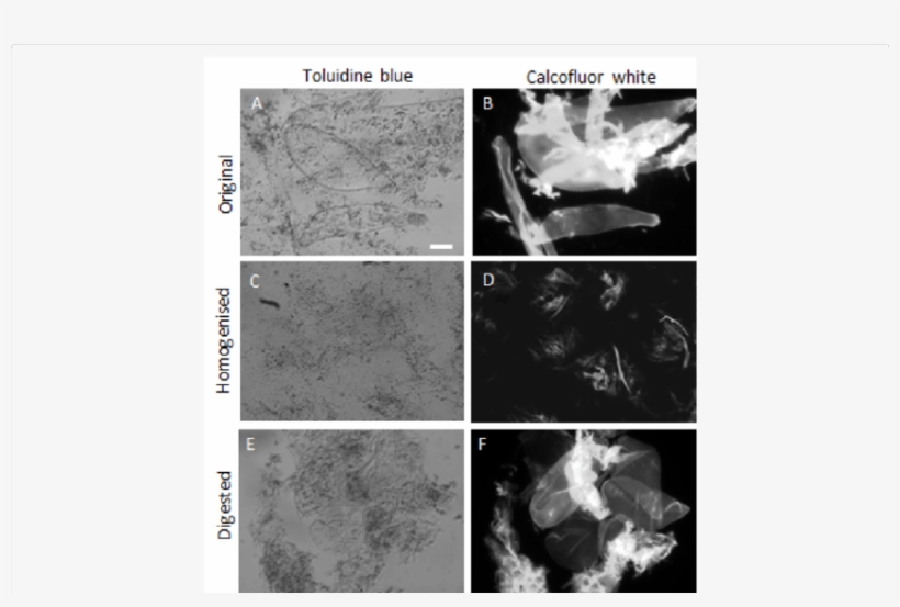 Light And Uv Microscopy Images Of Commercial Smoothie - Cell, transparent png download