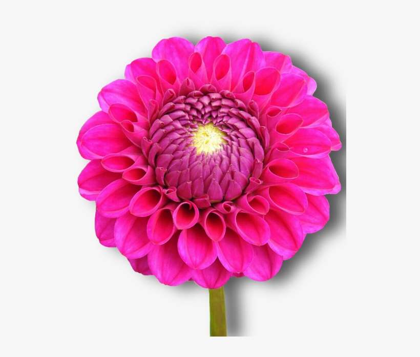 Dahlia, Pink, Flower, Png, Isolated - Red, transparent png download