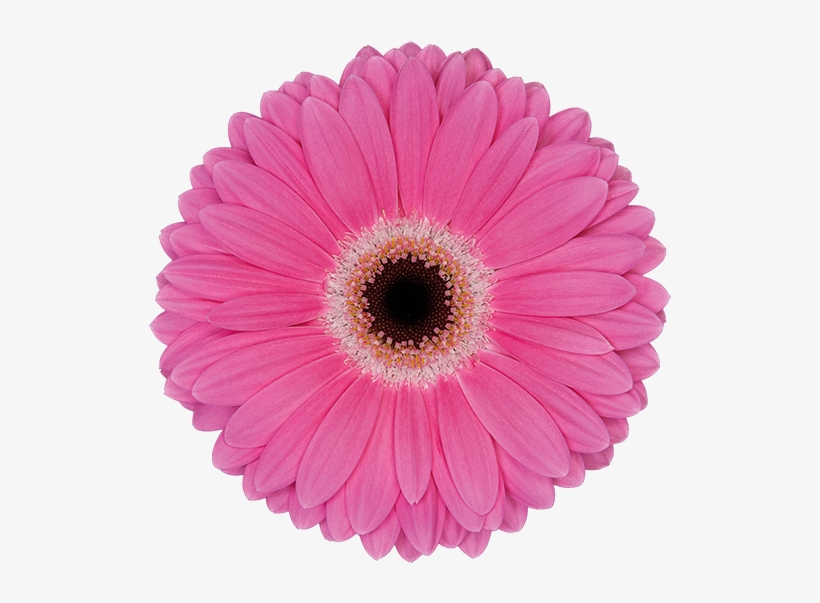 Florist Holland - Transvaal Daisy, transparent png download