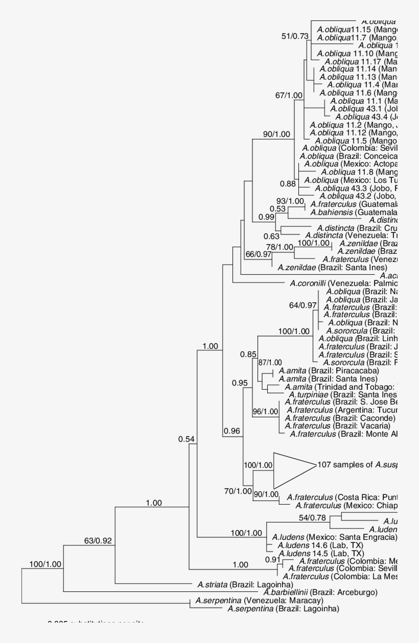 Phylogram Of The Maximum Likelihood Tree Generated - Diagram, transparent png download