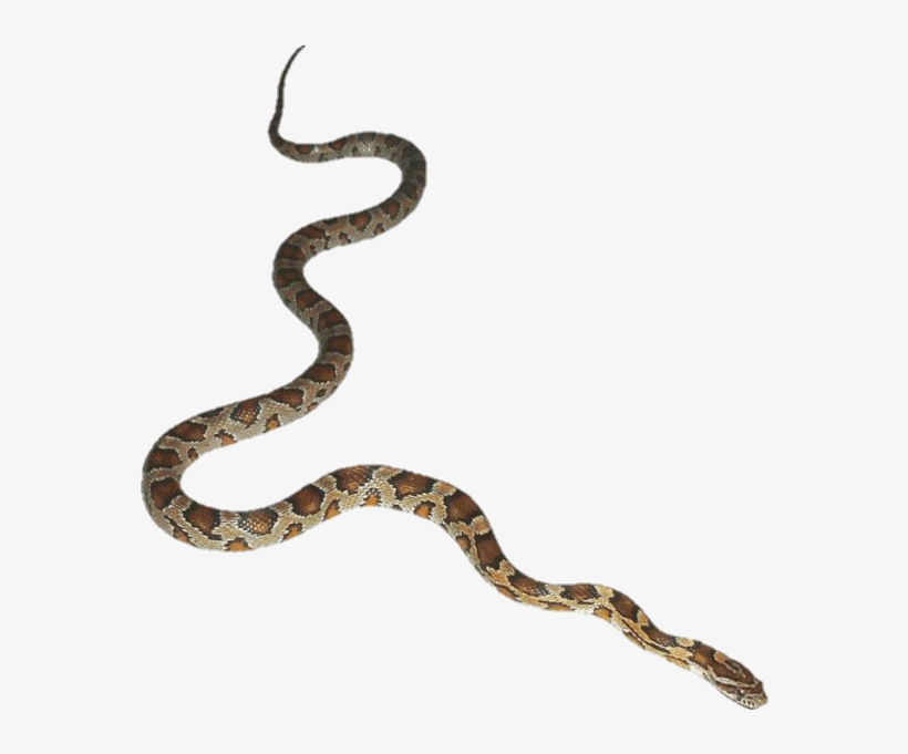 Transparent#halloween Png#halloween#snake Transparent#snake - Snake With Transparent Background, transparent png download