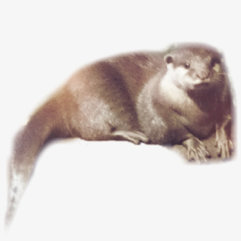 Otter, transparent png download