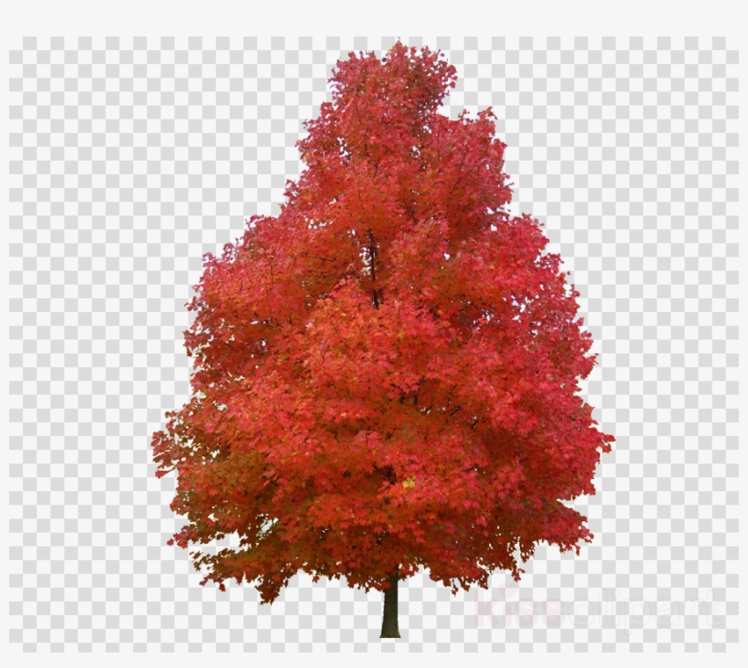 Download Maple Clipart Maple Leaf Sugar Maple Red Maple - Vector Graphics, transparent png download