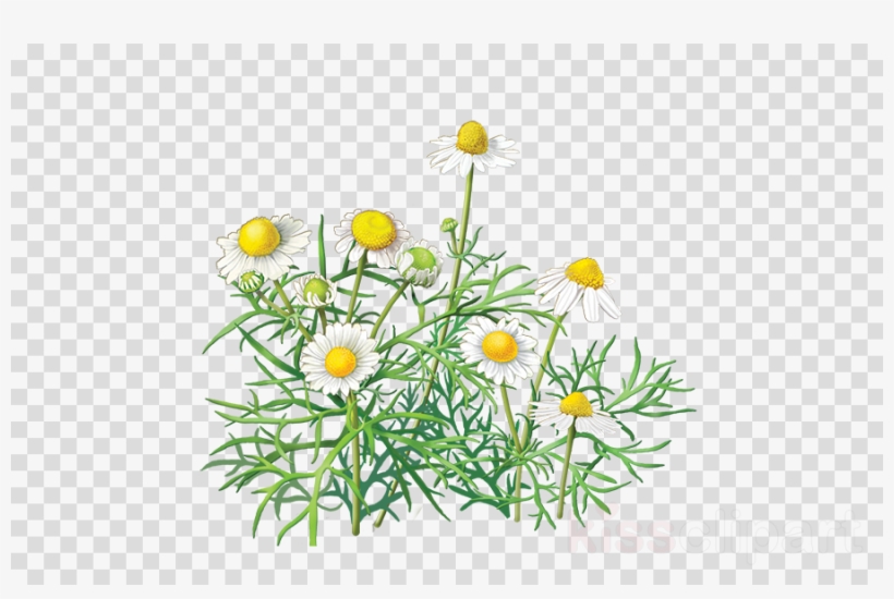 Chamomile Transparent Background Clipart Chamomile - Alvita - Organic Chamomile Herbal Tea - 24 Tea Bags, transparent png download