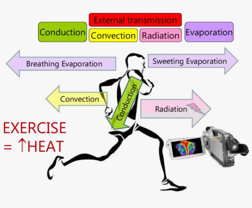 Human Body Mechanisms For Heat Exchange Interaction - Clinic Logo Of Physiotgerapy, transparent png download