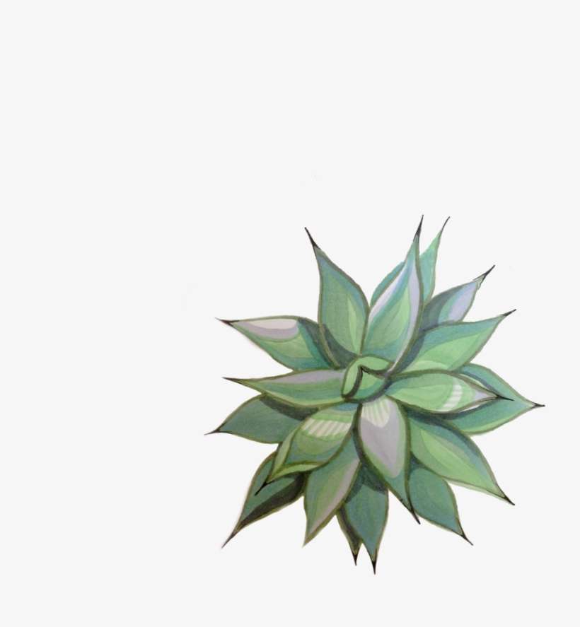 Agave 2 - Agave, transparent png download
