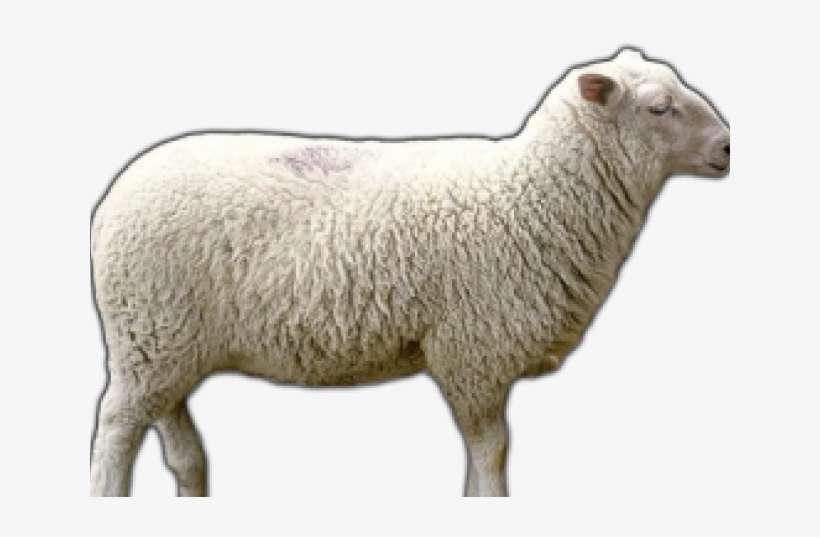 Sheep Png Transparent Images - Transparent Background Sheep Icon, transparent png download