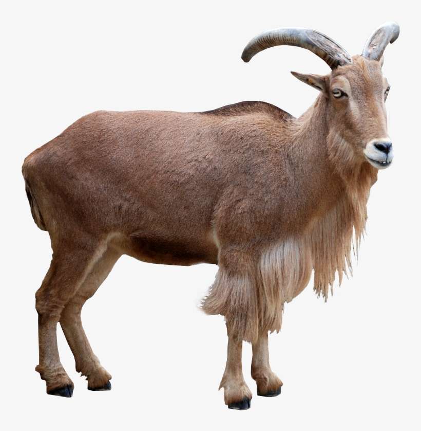 Sheep, Collection Brian Rowland, Max Img - Goat Barbari, transparent png download